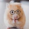 real_hammy_the_hamster