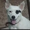 FILMES DE FAROESTE