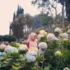 indahsuciati04