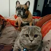 tekila_loki_bella