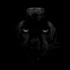 chernaya_panthera