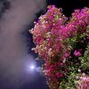 asmaahamsed