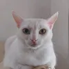 tepalo98