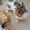 _ejjwcat_