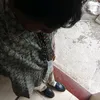 jirooshsh