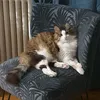 kandaleto