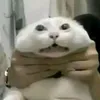 bopcomeocon