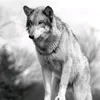 mantri_honorer