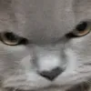 tysonfn