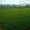 cuc.sng.phiu.bttik