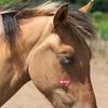 pom..thehorse