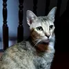 jeabbie_tok