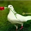 parvinkhatun812