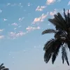 raydsh_