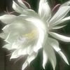 thelunarflower