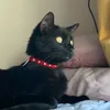 salem_cat0