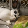 buns_and_nobles