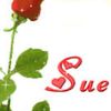 sues382