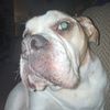 billythebear._