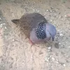 phongcugay70