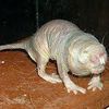 mole.ratta