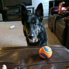 life_with_a_gsd