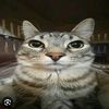 meowshim_
