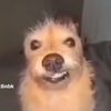 skadoosher0