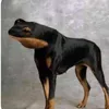 konobpat
