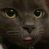 lemmy_lem0nuwu