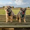 hamish_and_douglas_bt