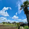 samoa1281