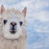 trauma_llama_moose