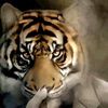 silvertigerbacon