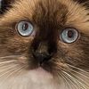 stinkycat5000