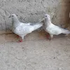 felehturkmeni
