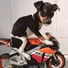 luancaldas948