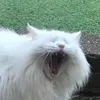 christinepusheen