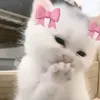 jahdehh0