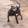 LPKkennels