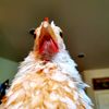 peepsthechicken