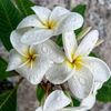 khadiza5894