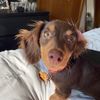 winnietheminiweiner