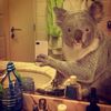 koalaluver4ever
