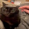 gatodisc