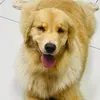 meggoldenretrivers
