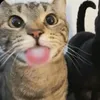 liily.xcx