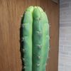 mr.hyphae