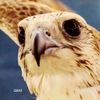 al_bashaa_1