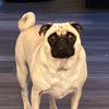 milkshake.the.pug